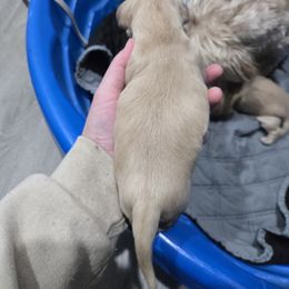 Girl 2 - Cream female Dachshund puppy in Fulton, Missouri from New Hope Dachshund Puppies