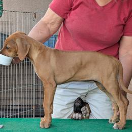 Miss Green - Wheaten blk nose female Rhodesian Ridgeback puppy in Chino Valley, Arizona from Courage Rhodesian Ridgebacks