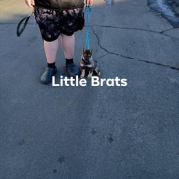Kris Sesame - Sesame male Shiba Inu puppy in Colorado Springs, Colorado from Little Brats