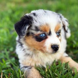 Boy 1 - Blue merle male Miniature Australian Shepherd puppy in Smithville, Arkansas from Cooper Creek Aussies