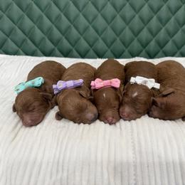 Hermes Litter - Red  female Poodle puppy in Central, Arizona from Desert Valley Doodles