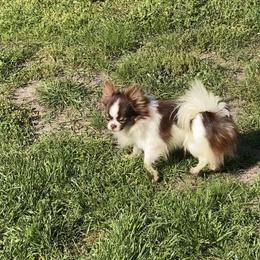 Rolo - Chihuahua
