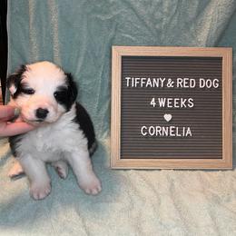 Cornelia - Border Collie puppy in Pullman, Washington from Hazelwood Border Collies