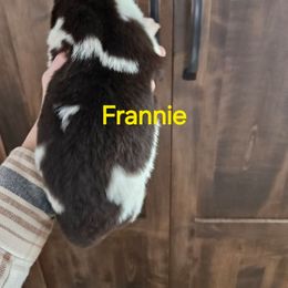 Frannie - White and brown female Newfoundland puppy in Honey Grove, Pennsylvania from Heinrich Family Newfoundlands