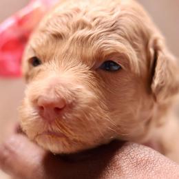 Blush - Apricot female Goldendoodle puppy in Forney, Texas from Diamond Doodle Pups and Poodles