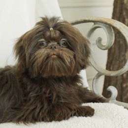 Ruthie - Shih Tzu