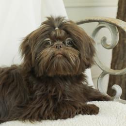 Ruthie - Shih Tzu