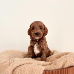 1st pick - Petite Male - Red  male Goldendoodle puppy in Madisonville, Kentucky from Carlie and Co. Goldendoodles