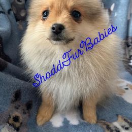 Boy 1 - Pomeranian puppy in Mannford, Oklahoma from ShoddFurBabies