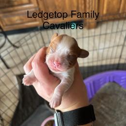 Blenheim - Blenheim male Cavalier King Charles Spaniel puppy in Greenleaf, Wisconsin from Ledgetop Family Cavaliers