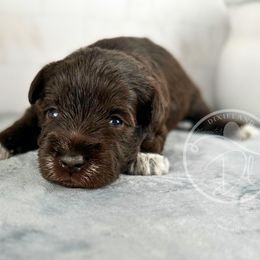 Maple - Liver female Miniature Schnauzer puppy in Hockley, Texas from Dixieland Miniature Schnauzers