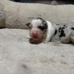 Polly - Blue merle female Australian Shepherd puppy in Terryville, Connecticut from Spirited Aussies