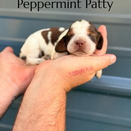 Peppermint Patty - Orange and white female English Springer Spaniel puppy in Uvalda, Georgia from Willow Creek Farms