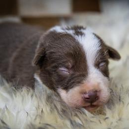 Boy 4 Black Collar - White and red male Border Collie puppy in Shelbyville, Tennessee from C Horns Ranch Border Collies