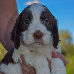 Mr. Walker - White and liver male English Springer Spaniel puppy in Kingsport, Tennessee from Leandra's English Springer Spaniels