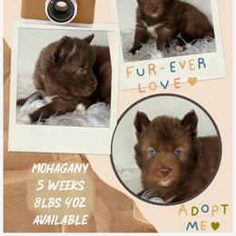 Mohagany - Red and white male Siberian Husky puppy in Florence, Kentucky from Moonlight Howl Huskies