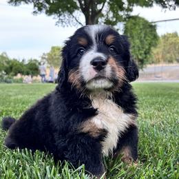 Bernedoodle Puppies from Walker Creek Kennels