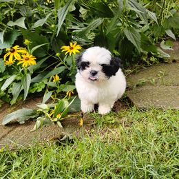 Bunny - Black and white female Shichon puppy in Bloomington, Indiana from Laura's Teddy Bears