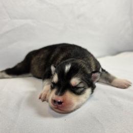Angel - Gray and white female Siberian Husky puppy in Livermore, California from Limitless Huskies