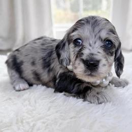 Zealand - Dapple female Dachshund puppy in Richmond, Virginia from Irresistible Dachshunds & Cavaliers