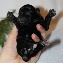 Dancer Genetically Clear - Black and silver female Miniature Schnauzer puppy in Klingerstown, Pennsylvania from Clay Hill Kennels
