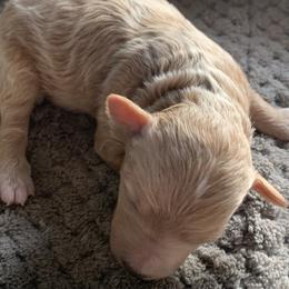 Winnie - Cream female Goldendoodle puppy in Haddam, Kansas from Golden B Acres