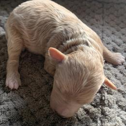 Winnie - Cream female Goldendoodle puppy in Haddam, Kansas from Golden B Acres