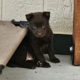 Australian Kelpie puppies from Walkabout Australian Kelpies and Rat Terriers
