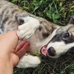 Windsprite Puppies from Sonora Wood Windsprites