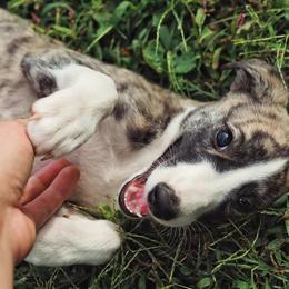 Windsprite Puppies from Sonora Wood Windsprites