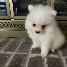 Boy 2 - Cream male Pomeranian puppy in Tabor City, North Carolina from Southern Palmetto Pomeranians