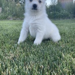Pomsky Puppies from Promise Land Pomskies