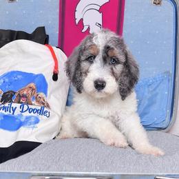 Ares - Parti male Labradoodle puppy in Kingston, Georgia from CC Familydoodles