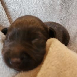 Light Pink - Chocolate female Labrador Retriever puppy in Siloam Springs, Arkansas from Karemy Kennels (Karemy Labradors)
