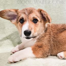 Pop - Sable male Pembroke Welsh Corgi puppy in Kiowa, Colorado from Cool Water Corgis LLC