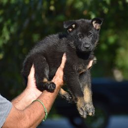 Green - Bi-color male German Shepherd puppy in Cherryville, North Carolina from Masky Kennel