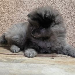 Boy 1 - Brindle male Pomeranian puppy in Victorville, California from Star Kid Poms