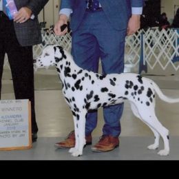 Periwinkle - Dalmatian