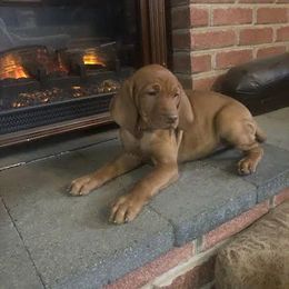 Girl 3 - Golden rust female Vizsla puppy in Tracy, Minnesota from SkoglundFarm Vizslas