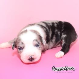 Bi Blue Merle 3 2 blue eyes - Blue merle female Miniature Australian Shepherd puppy in Pinehurst, Texas from Aussie Amor