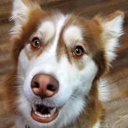 Siberian Huskies from Karolynne Fontenot's Siberian Huskies