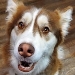 Siberian Huskies from Karolynne Fontenot's Siberian Huskies