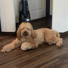 Coop - Goldendoodle