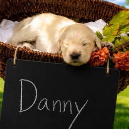 Danny - Light golden male Golden Retriever puppy in Peoria, Arizona from Westwing Retrievers