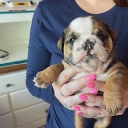 Bulldog puppies from Chazzerdog Bulldogs
