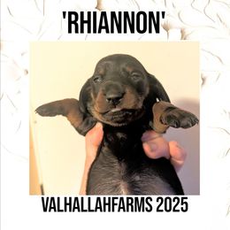 Rhiannon - Black and tan female Dachshund puppy in Ravenna, Ohio from Valhallah Farms