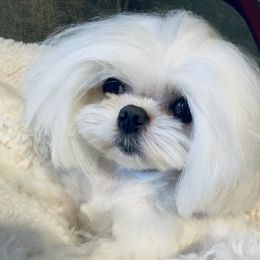 Gadget - Maltese
