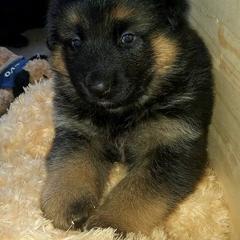German Shepherd Puppies from Twisted D's Dog and Pony Show