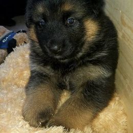 German Shepherd Puppies from Twisted D's Dog and Pony Show