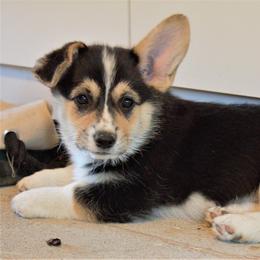 Pembroke Welsh Corgi All Grown Up from Patton's Pasture